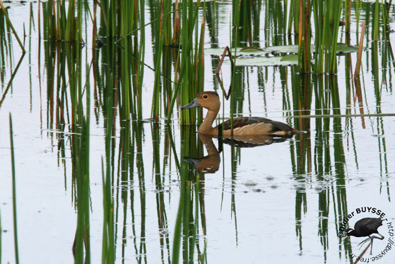 Dendrocygne siffleuradulte, identification