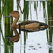 Dendrocygne siffleur