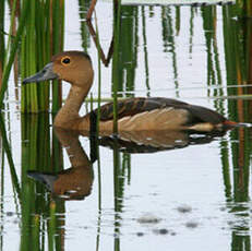 Dendrocygne siffleur