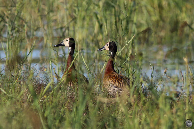 White-faced Whistling Duckadult, habitat