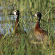 Dendrocygne veuf