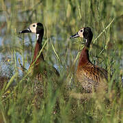 White-faced Whistling Duck