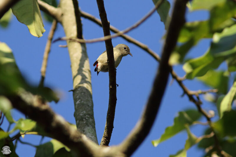 Scarlet-backed Flowerpecker female adult, identification