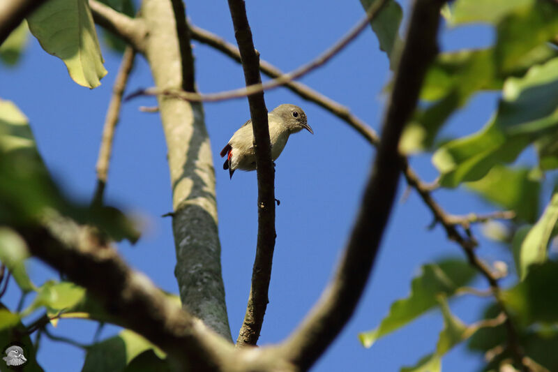 Dicée à dos rouge femelle adulte, identification