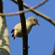 Scarlet-backed Flowerpecker