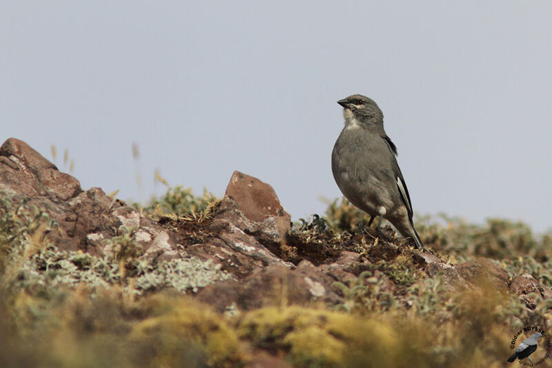 Glacier Finchadult, identification