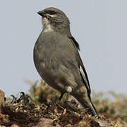 Glacier Finch