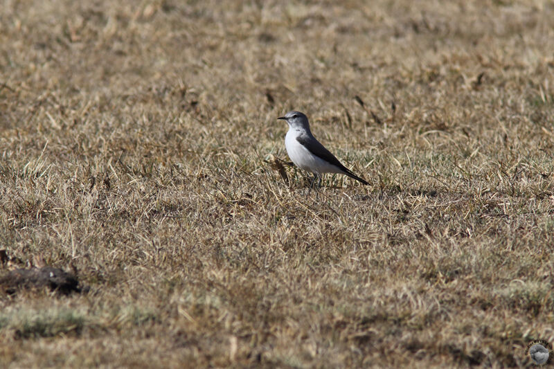 Rufous-naped Ground Tyrant, identification