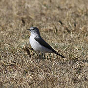 Rufous-naped Ground Tyrant