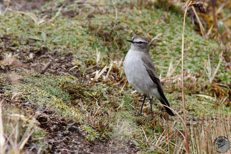 Paramo Ground Tyrantadult, identification