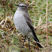 Paramo Ground Tyrant