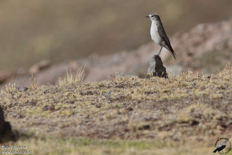 Ochre-naped Ground Tyrantadult