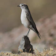 Ochre-naped Ground Tyrant