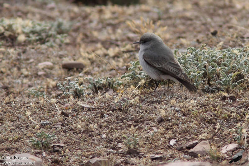 Cinereous Ground Tyrantadult, identification