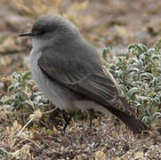 Cinereous Ground Tyrant