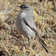 Cinereous Ground Tyrant