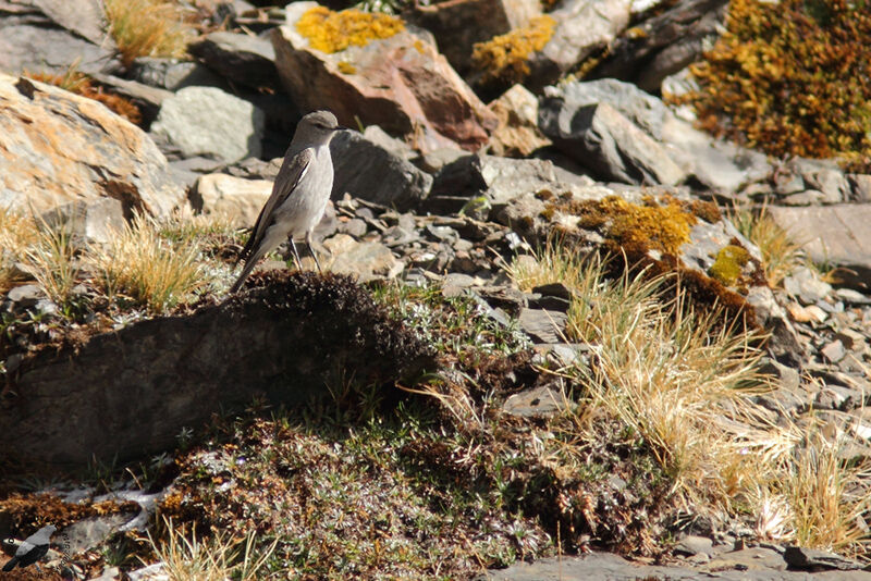 Taczanowski's Ground Tyrantadult, identification