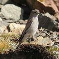 Dormilon gris