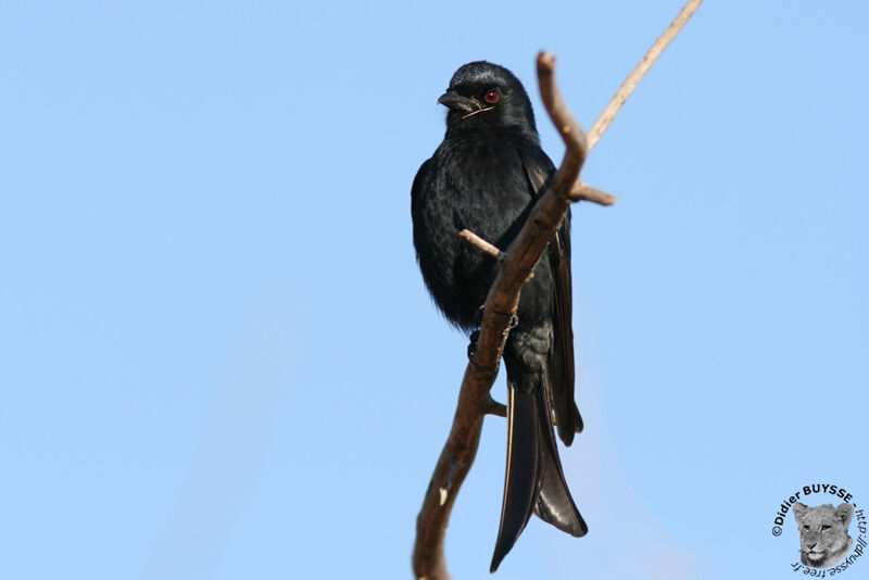 Fork-tailed Drongoadult, identification