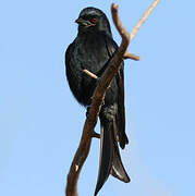 Fork-tailed Drongo