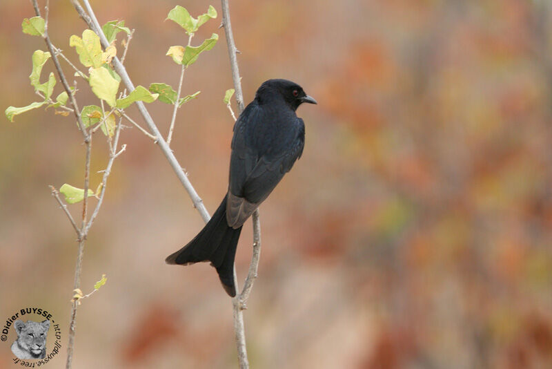 Fork-tailed Drongoadult, identification