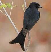 Fork-tailed Drongo