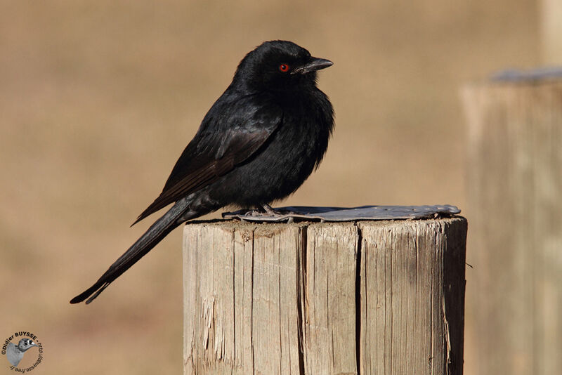 Fork-tailed Drongo, identification