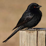 Fork-tailed Drongo