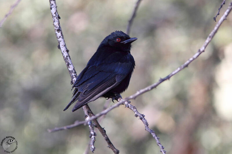 Fork-tailed Drongoadult, identification