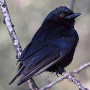 Fork-tailed Drongo