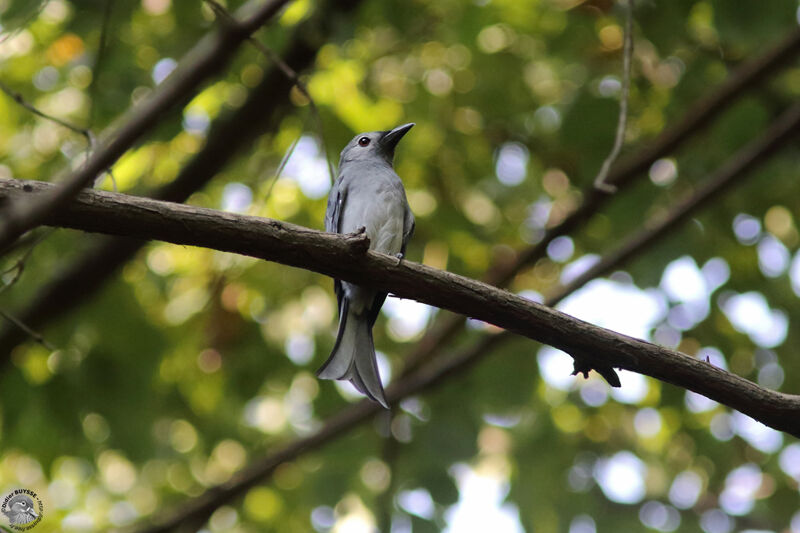 Drongo cendréadulte, identification