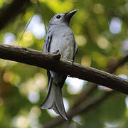 Ashy Drongo