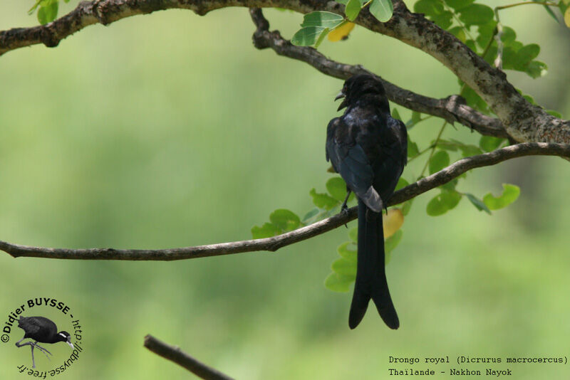 Drongo royaladulte nuptial