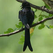 Black Drongo