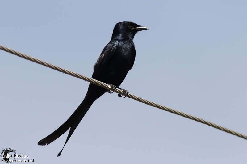 Drongo royaladulte, identification