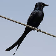 Black Drongo