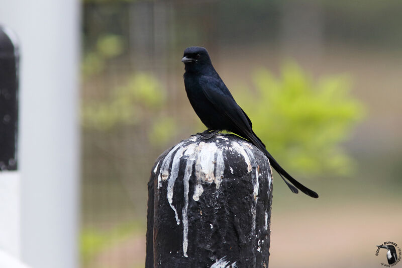 Black Drongoadult, identification