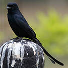 Drongo royal