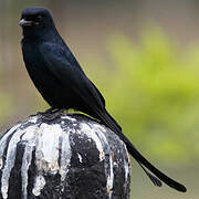 Black Drongo