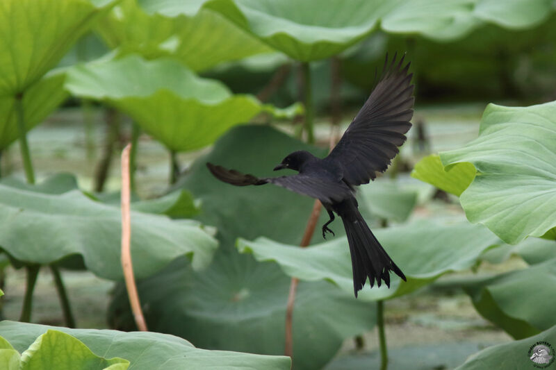 Black Drongoadult, identification, Flight, fishing/hunting