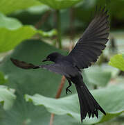 Black Drongo