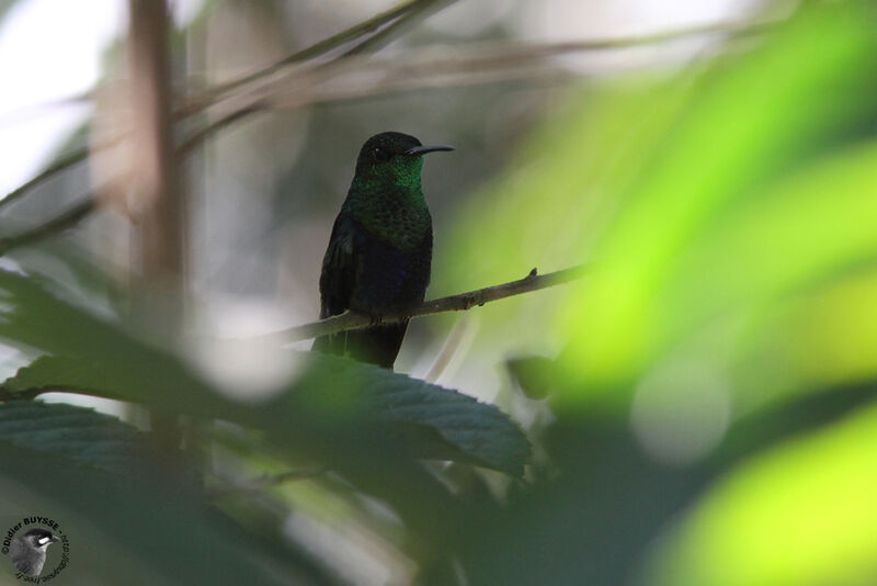 Fork-tailed Woodnymph male adult breeding, identification