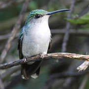 Fork-tailed Woodnymph