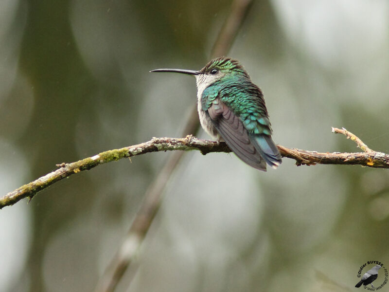 Fork-tailed Woodnymph female adult, identification