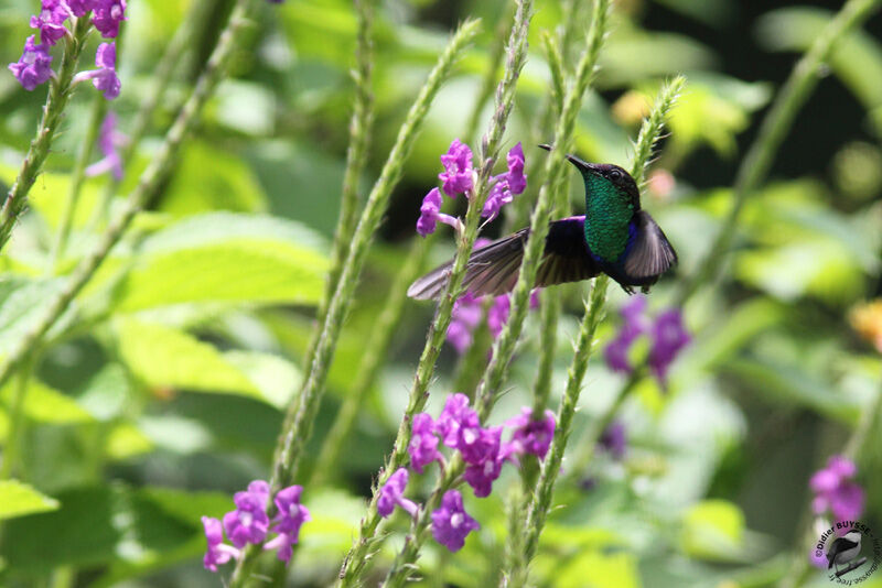 Crowned Woodnymph male adult, Flight