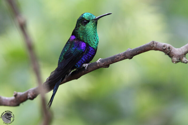 Crowned Woodnymph male adult breeding, identification