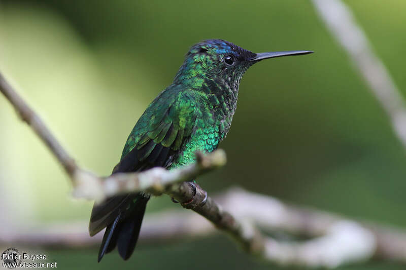 Violet-capped Woodnymphadult, identification