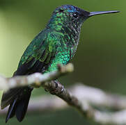 Violet-capped Woodnymph