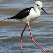 Black-winged Stilt