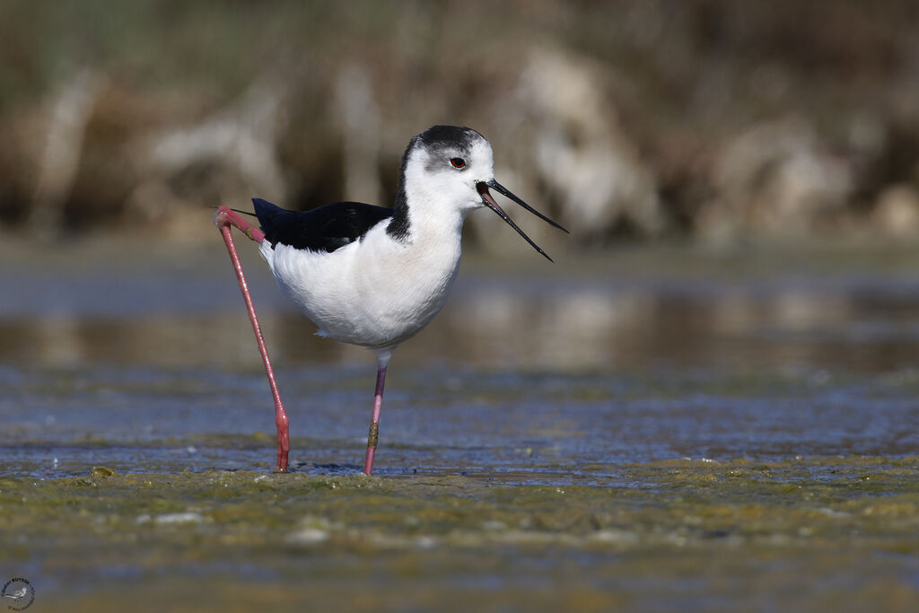 Black-winged Stilt male adult